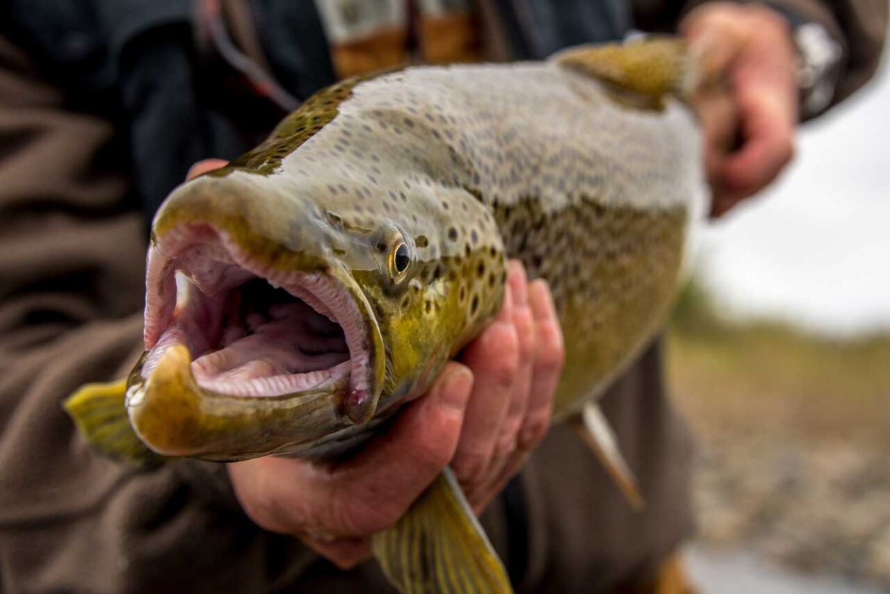 Brown trout fly fishing north patagonia Andes Drifters