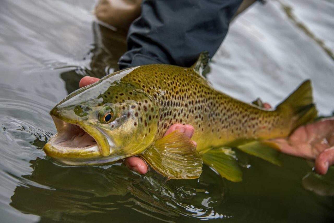 Brown trout fly fishing north patagonia Andes Drifters