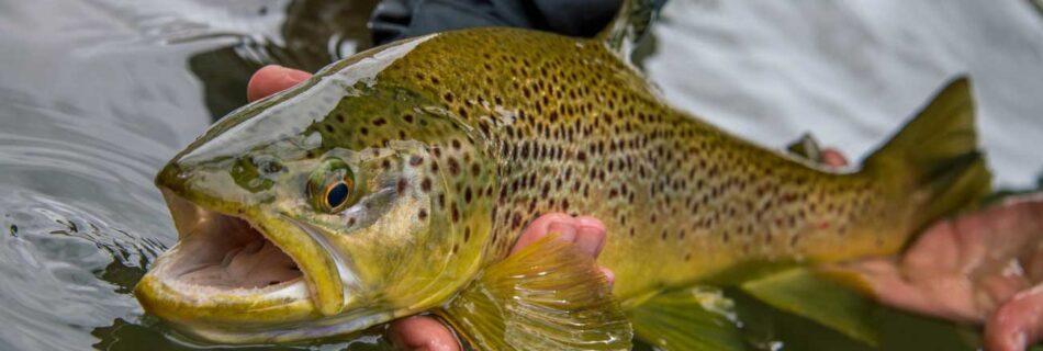 Brown trout fly fishing north patagonia Andes Drifters