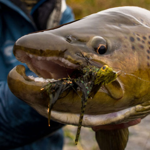 A Streamer Junkie’s Paradise | Set Fly Fishing