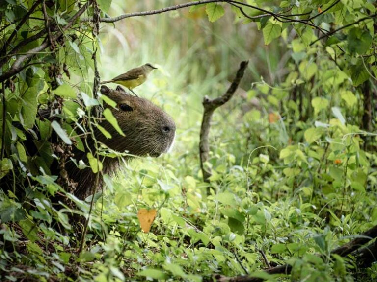 GonzaloFlego_2021_009_0879-2800x600